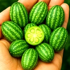 60+ CUCAMELON SEEDS ? | MOUSE MELON | HEIRLOOM | NON-GMO | RARE | FREE SHIPPING