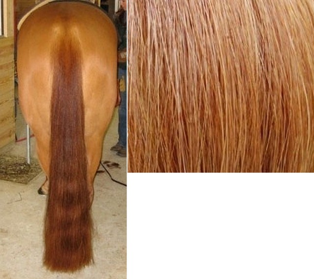 36" 1lb. 100 GENUINE HORSE HAIR LIGHT SORREL SHOW TAIL EXTENSION