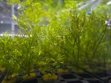 BUY 1 GET 1 FREE WATER SPRITE Lace Leaf Potted Live Aquarium Plants 2" pot