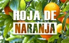 hojas de naranja