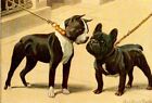 Dog Postcard: Old Print repro - Boston Terrier and French Bulldog - 2 cute dogs!