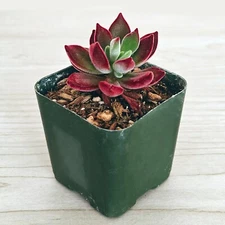 Succulent Plant - Echeveria Pulvinata  : Ruby - Live Plant In 2" Pot