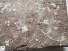 Natural Crinoid Fossils Death Bed Cluster Slab Plate Orodovician - Arkansas 27lb — photo 3