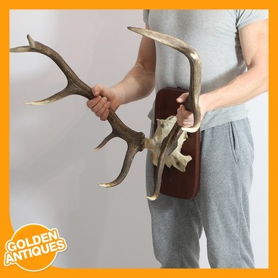 Großer Rothirsch Hirschschädel 10 Punkt Geweih Innendeko Taxidermie Wandmontage