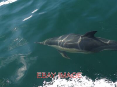PHOTO  DOLPHIN ON THE STARBOARD BOW FRIENDLY SOLITARY DOLPHIN WHO HAD BEEN SEEN