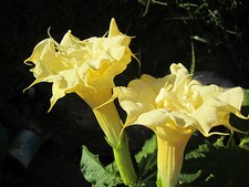 Double Yellow Angel Trumpet Datura / Brugmansia Large Very Fragrant - seeds 15 