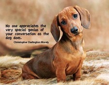  Dachshund  refrigerator magnet 3 1/2x 4 1/2 "