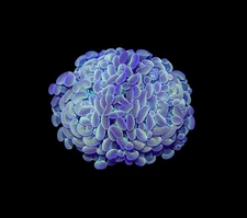 WYSIWYG Hologram Hammer Branching Live Coral Frag SPS LPS for Reef Aquarium