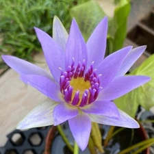 Lindsey Woods Purple Tropical Waterlily Live Fresh Plants Pond Decoration