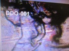 1930 BUFFALO NICKEL RARE 5 LEGS VARIETY DDR-001   VERY GOOD    WX1