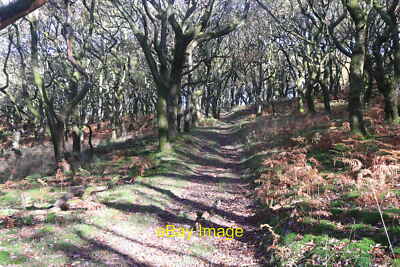 Photo 12x8 Sessile oak woodland Near Deri c2021