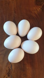 10 OEUFS FECONDES DE POULE AYAM CEMANI PURE RACE