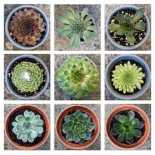 20+ Assorted House Plant Succulent Mix-Inc Echeveria, Sedum, Kalanchoe, Crassula
