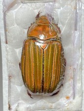 Chrysina for collectors | Gold Beetles, Jewel Scarabs