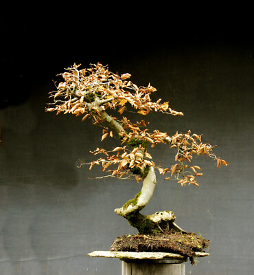 kalanchoe elefantenohr Kalanchoe beharensis – flauschige Ohren main image 0