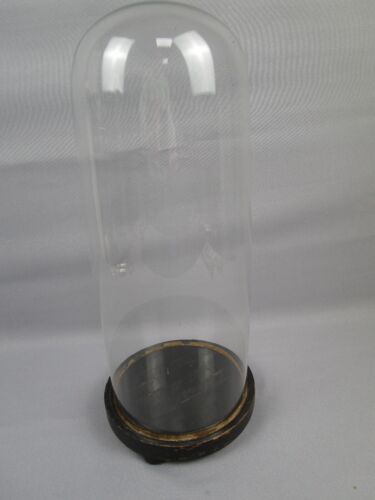 Glass dome / stolp with wooden base - height 40.5 cm / diameter 17.4 cm - Picture 1 of 18