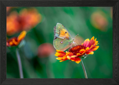 Schmetterling und Blume gerahmtes Wandbild Poster Leinwanddruck Bild