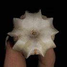 019, ECHINODERMATA BLASTOID, DELTOBLASTUS TIMORENSIS FROM TIMOR, INDONESIA, 27MM