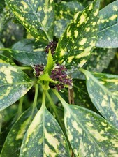 Gold Dust Variegated Aucuba - live plant bare root
