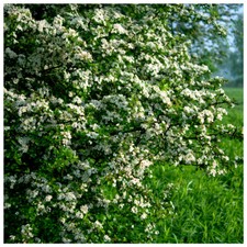 20 Hawthorn 2-3ft, 60-90cm Hedging Plants, Crataegus, Quickthorn, Thorny Native