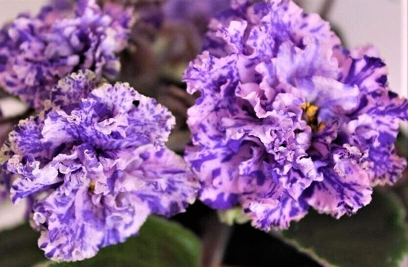 African Violet PLANT LiKTVERSKIE UZORY (Ukr) Rare! Big Plant in