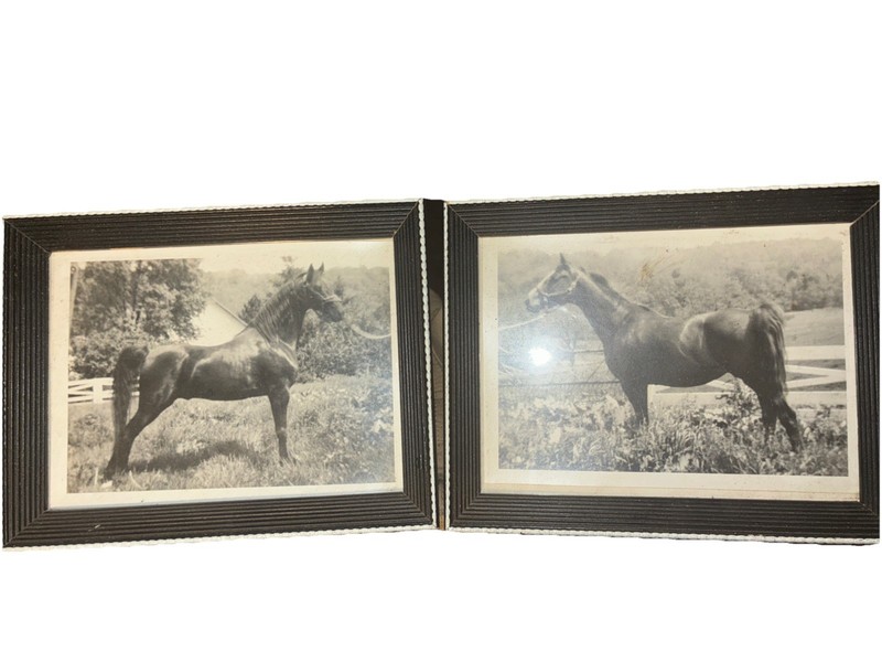 Throbread Horses Pictures 9 By 5