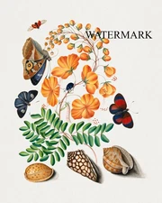 1768 James Bolton REPRO Caesalpinoid legume, Blackburn's Earth Boring Beetle