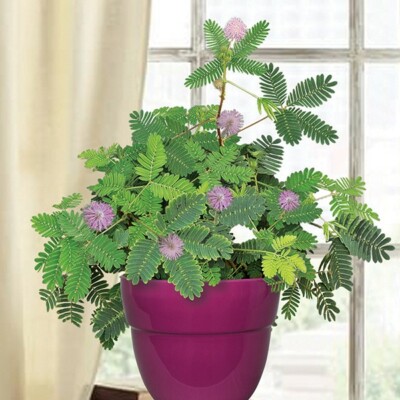 5 Mimosa pudica,Sensitive Plant,Touch Me Not, live starter Plant cutting/rooted