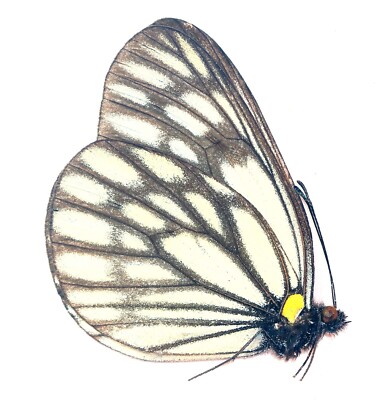 LEPIDOPTERA, PIERIDAE, APORIA LAGERTEAUI GIGANTEA aus CHINA