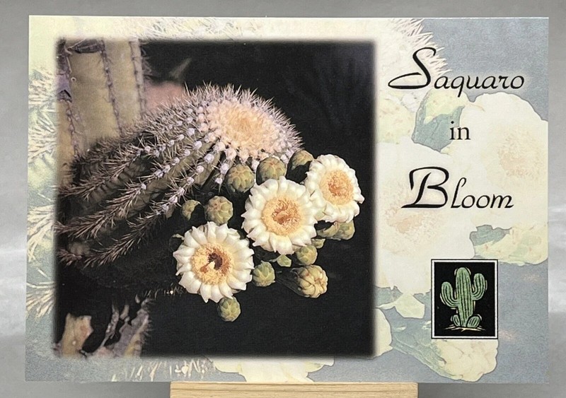 Saguaro Cactus Arizona AZ Postcard Desert Flowers in Bloom Unposted