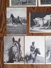 Horses Ponies Photo Contests Pictures Kodiak — photo 4