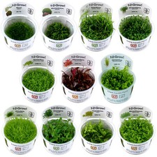 Tropica Foreground Live Aquarium Plants Aquascape Tissue Culture 1-2-Grow! Tank