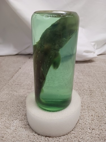 Vintage Shark in a Bottle Preserved Oddities in Glass Jar Fish 7" - Picture 5 of 15