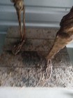 Foy’s Halloween of Fairborn Professionally Made Skeleton Halloween Prop ~5’ tall — photo 4