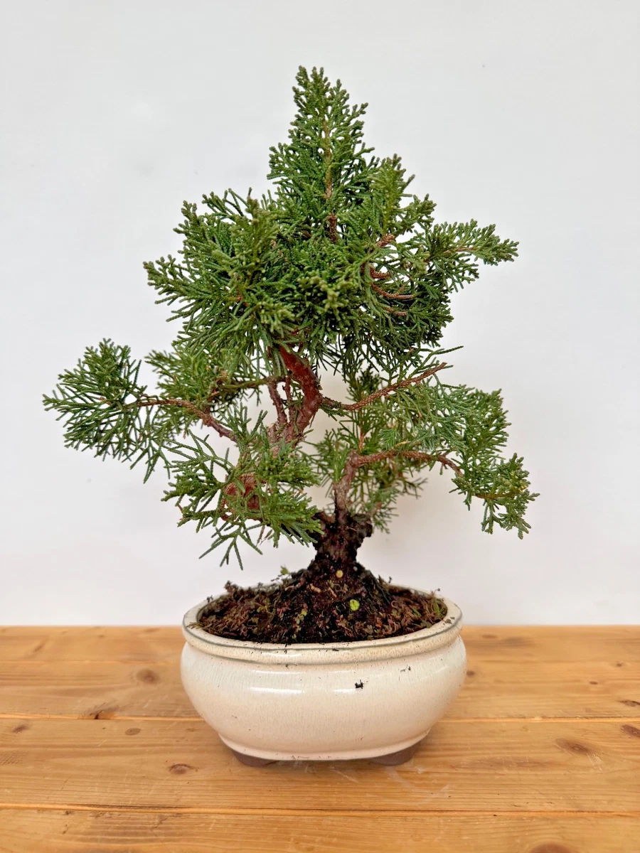 Immergrne Pflanzen, Bonsai Auenbereich online kaufen | eBay.de