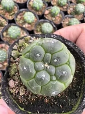 3pcs Astrophytum asterias cactus Succulent Home Garden beautiful plants 2.5-3cm