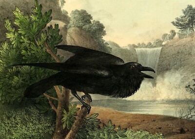 Beautiful Black RAVEN Bird - Vintage Art Image from 1830 - 5 x 7 inch Print