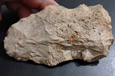 Authentic Percussion Flaked Stone Axe Ancient Indian Artifact Fossil Inclusion