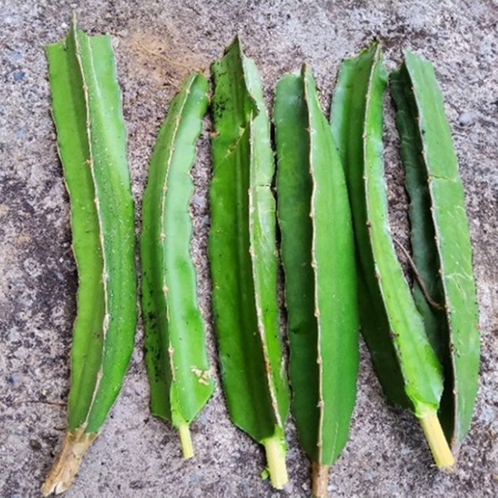 DRAGON FRUIT - Buy in The green deli