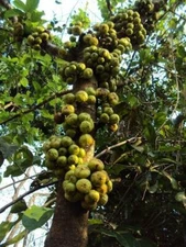 Ficus hispida | Hairy Fig | Boombil | Opposite Leaf Fig | 50 Seeds