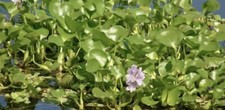    100 JUMBO LARGE XL WATER HYACINTH POND PLANTS    FREE RED MANGROVE PLANTS
