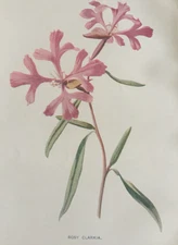 Antique Botanical Print c1880s – Rosy Clarkia Garden Flower, Hulme Victorian Art