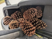 Pinecones Tall Bulk Package All Natural,Real Preserved Pine Cones 5"-6"