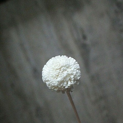 Rattan Reed Diffuser Refill Sticks Fragrant Oil Decorative Flower Spiral Colored - Picture 38 of 39