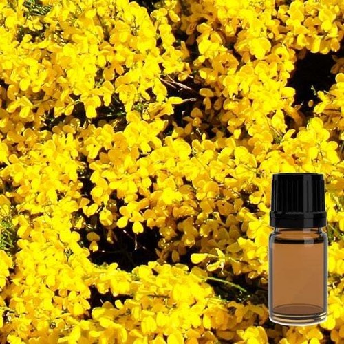 Broom (Genet, Spartium Junceum) Absolute Essential Oil 10ml/(1/3 oz.)
