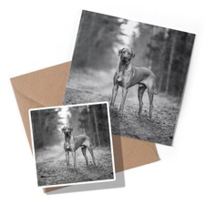 1 x Greeting Card & Sticker Set - BW - Rhodesian Ridgeback Dog #35247