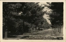 Mercersburg, Pennsylvania PA The Driveway Between Pines, Mercersburg RPPC