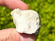 Fossil Mosasaur Vertebrae Dinosaur Bone Morocco Cretaceous Age Dino Vert