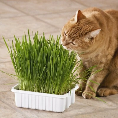 1 OZ=800+CAT GRASS Organic Sprouting Seed Pet Diet Digestive Aid Kitchen Window