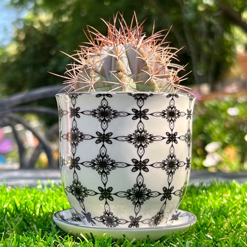 Set of 3 Multicolor Chive Planters-Indoor/Outdoor Gardening & Gift - Image 2 of 4